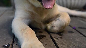 TOR: el mejor amigo del