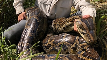 La FWC informó que el Florida Python Challenge 2026 reunió a 907 participantes de 30 estados, además de competidores de Canadá y Vietnam (Foto/Ian Bartoszek/Conservancy of Southwest Florida)