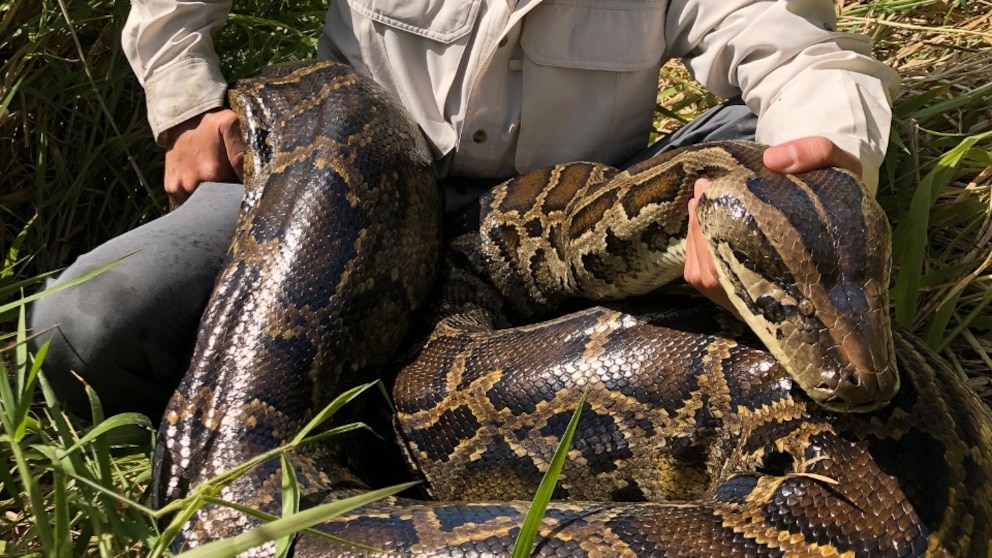 Un hombre rompe récord con 96 pitones capturadas en los Everglade (1)