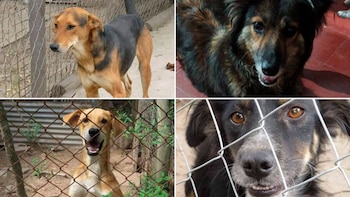 Perros en riesgo en San Pedro: un refugio pide ayuda para comprar el alimento de unos 185 animales