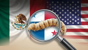 México, Panamá y EEUU intensifican lucha contra el gusano barrenador, esta es la estrategia