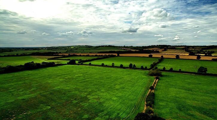La mayor parte de las promesas de reforestación proviene de países que apenas disponen de tierras apropiadas para cumplirlas (Freepik)