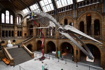 Praearcturus gigas vivió hace unos 415 millones de años. Los dinosaurios aparecieron mucho más tarde, hace unos 230 millones de años, durante el Triásico/Archivo REUTERS/Dylan Martinez