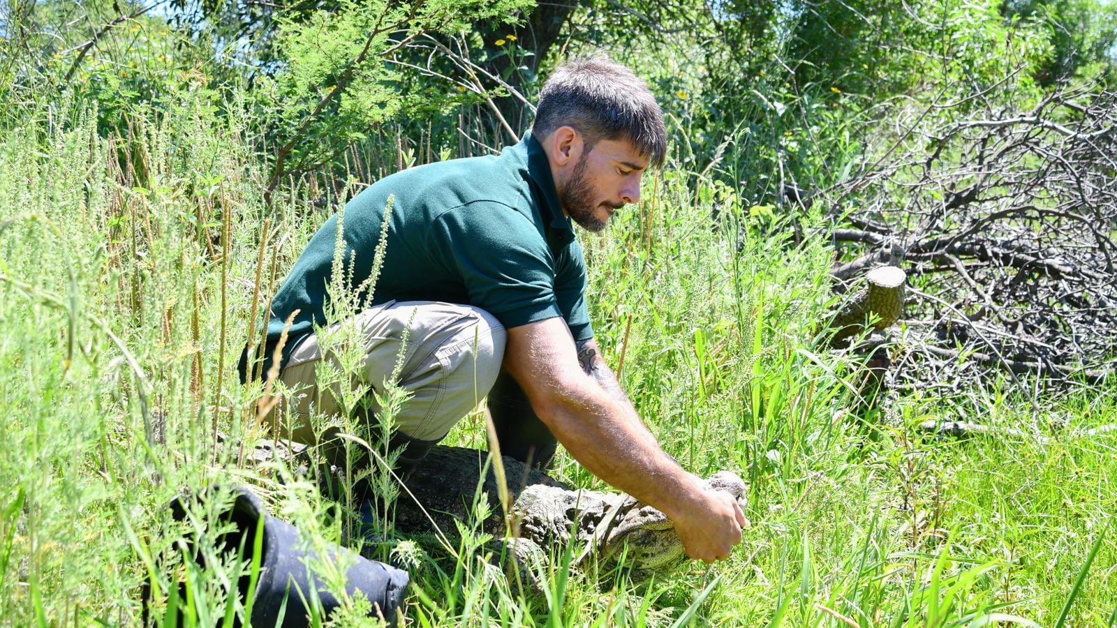 La liberación se realizó en un área protegida sin contacto con otras poblaciones silvestres