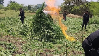 Incursiones coordinadas revelan el alcance del narcotráfico en zonas montañosas de Petén. Nuevos hallazgos, resistencia criminal y cifras récord en la lucha antidrogas (PNC Guatemala)