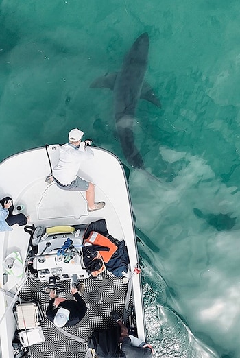 La temperatura superficial del mar cae con rapidez y se convierte en el principal disparador de desplazamientos (Laboratorio de Tiburones de CSULB)
