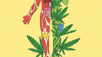 Lo que los médicos quieren que sepas sobre el uso medicinal de la marihuana