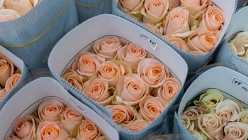 Flores, banano, cacao, café y