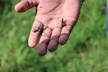 Expertos internacionales como Mario Poot contribuyen al fortalecimiento de los planes de acción para el control de la langosta voladora. (Foto cortesía SAG)
