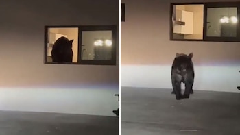 El animal fue captado en