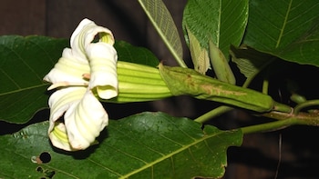 Científicos describen un nuevo árbol de las solanáceas encontrado en los Andes de Colombia y Perú