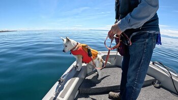 Esta perrita tiene una habilidad