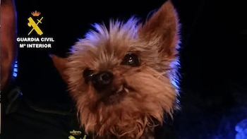 Lucas, perro que avisó a