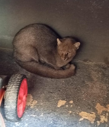 Este felino autóctono es fácilmente reconocible por su cuerpo alargado, patas cortas y pelaje sin manchas, con tonos rojizos o grises