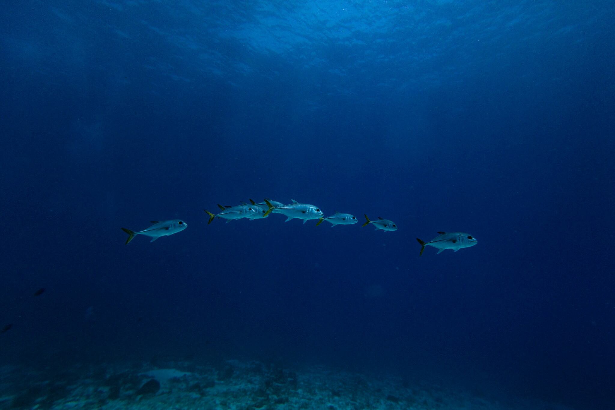 La conservación del patrimonio natural en Cozumel es vital para las comunidades locales que dependen de ecosistemas únicos. REUTERS/Carlos Barria