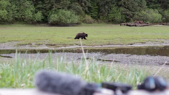 Un oso pardo atacó a un ciclista de montaña en Alaska, dejándolo herido