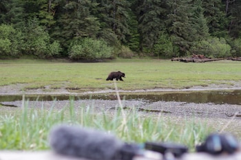 Un oso pardo atacó a un ciclista de montaña en Alaska en el sendero Dome Trail, cerca de Anchorage
