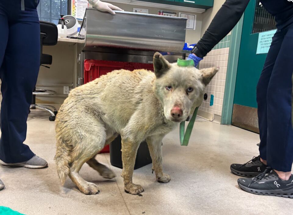 Para obtener el apoyo, solo deben presentarse con el animal rescatado (Crédito: FB Pasadena Humane)