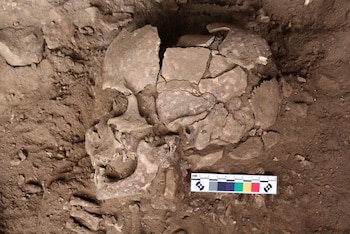 Un cráneo humano fragmentado en la tierra con una regla de escala arqueológica de colores al lado