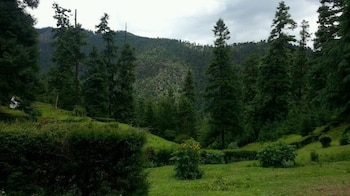 Los Dinamos están primordialmente conformados