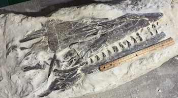 Cráneo fósil de reptil marino gigante con dientes afilados incrustado en roca. Una regla de madera mide el largo del cráneo en la parte inferior