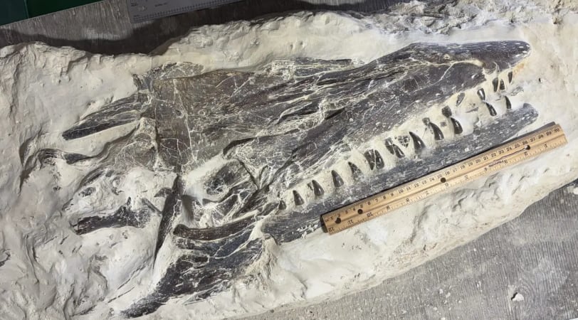El cráneo y parte del esqueleto de un reptil marino prehistórico quedaron al descubierto tras una serie de excavaciones en una cantera del centro de Kansas (Wendy Bullard)