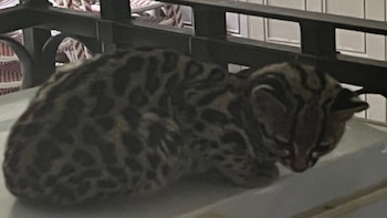 SSC rescata y resguarda a