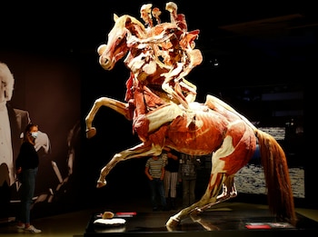 En 1977, Gunther von Hagens obtuvo su primer espécimen plastinado, un riñón, y en 1990 logró el primer cuerpo humano completo plastinado (REUTERS/Arnd Wiegmann)