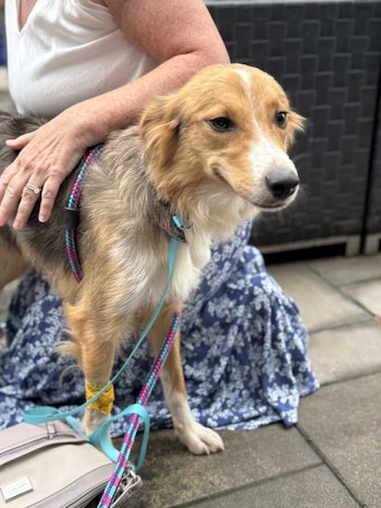 Dallas recibe atención médica especializada