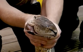 Una gran serpiente con patrón de escamas en tonos gris, amarillo y negro reposa enrollada entre hojas secas