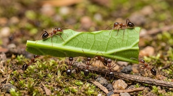 Varias hormigas de cuerpo negro y tórax rojizo, sobre un suelo de tierra y musgo, transportan un trozo de hoja verde claro de forma horizontal.