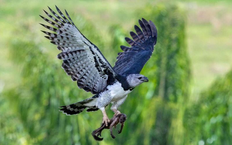 El Águila Harpía, ave símbolo nacional y una de las rapaces más poderosas y majestuosas del mundo.