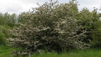 Cuál es la planta que