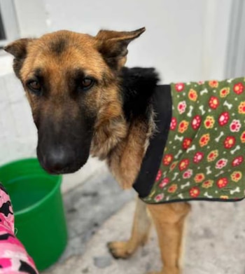 Los cuatro perros fueron rescatados de una vivienda de la calle Rivadavia en Rawson, donde convivían rodeados de residuos y sin vacunas obligatorias