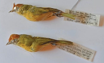 Dos especímenes de aves conservadas de plumaje verde y crema, con etiquetas de papel manuscritas sujetadas a las patas sobre un fondo blanco