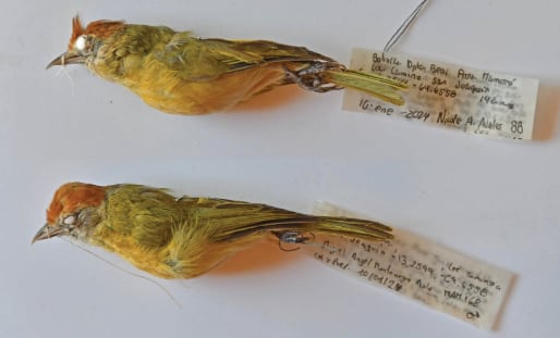El canto del verdillo del Beni incluye notas en forma de V y llamadas con armónicos que no aparecieron en las otras especies comparadas (Crédito: Gentileza, estudio Una nueva especie de verdillo de Bolivia del grupo Hylophilus poicilotis/amaurocephalus (Vireonidae), publicado en Avian Systematics)