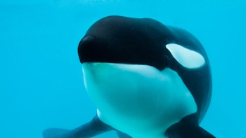 Murió Kshamenk, la orca que