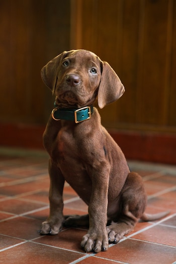 Primer plano de un cachorro Vizsla marrón sentado, con ojos azules claros y un collar verde. El perro está sobre baldosas rojas y tiene un fondo de madera oscura