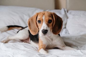 El gen MSRB3 determina la