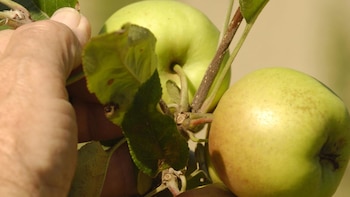 México inicia una investigación 'antidumping'