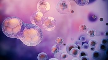 Las células inmunitarias ‘zombies’ podrían estar detrás de la enfermedad del hígado graso