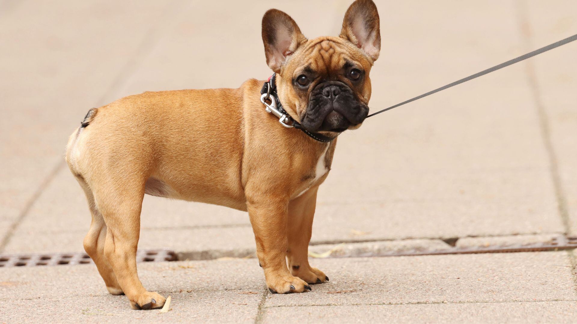 Un Bulldog francés. (Canva)