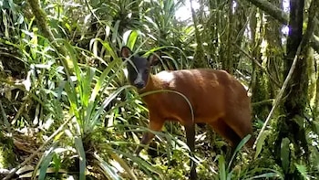 Descubrieron un nuevo género de