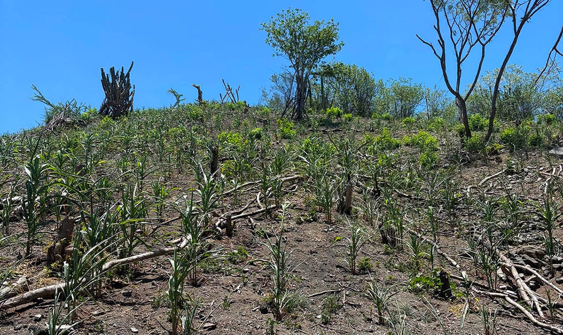 La sequía provocó pérdidas en la agricultura de subsistencia familiar dentro de comunidades del Corredor Seco. (Gobierno de Guatemala)