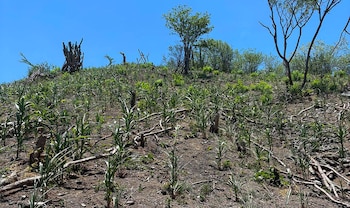 Guatemala registró una cosecha favorable de maíz comercial en Petén y la Franja Transversal del Norte pese al clima adverso.