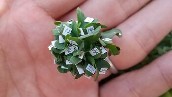 Un japonés cultivó un increíble