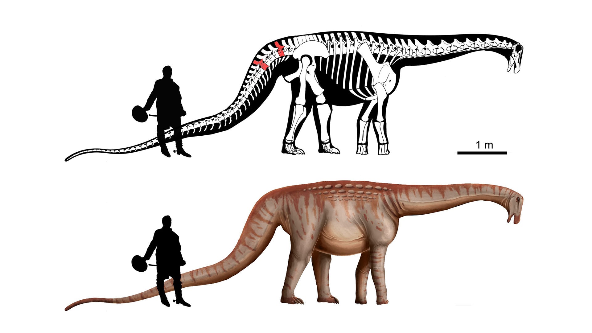 El análisis filogenético ubicó a Mesetasaurus protector dentro de los aeolosaurinos a partir de la comparación de vértebras caudales con otras especies de América del Sur (Crédito: Universidad de la República de Uruguay)