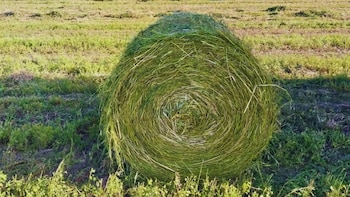 Verdeos de invierno: la estrategia que permite sostener la producción ganadera cuando escasea el pasto