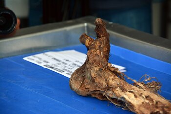 Restos óseos en el Servicio