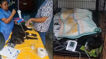 Conductor atropella de manera deliberada